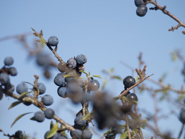 （蓝莓图片下载