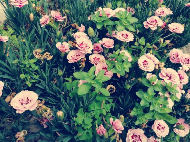 粉色的花图片下载