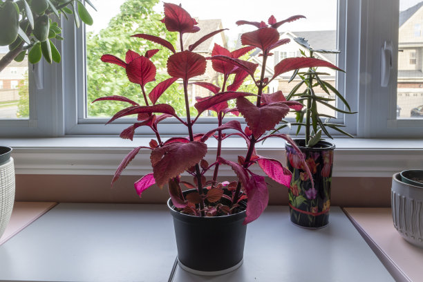 窗边的桌子上放着一朵带有红色大叶子的花图片下载