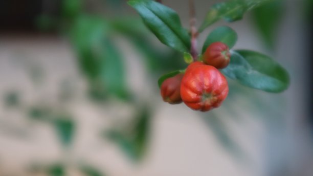 红石榴花，绿石榴叶图片下载