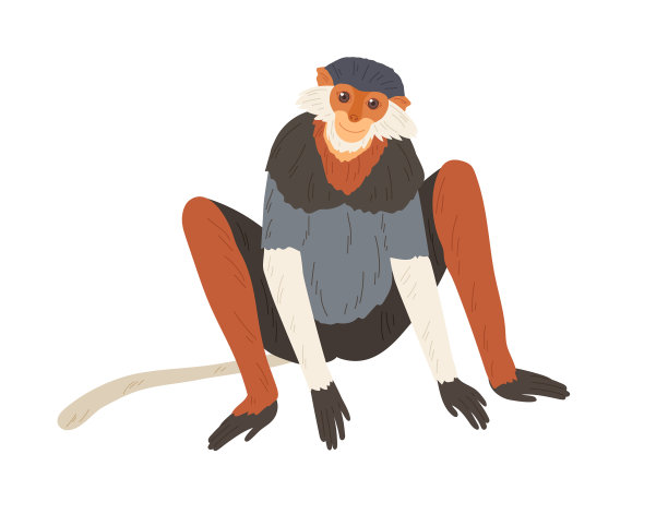 可爱的红臀长腮毛的douc图片下载