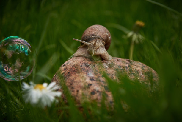 一只花园蜗牛坐在草地上的一块岩石上，看着一个飞着的肥皂泡。图片下载