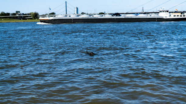 黑狗游泳图片下载