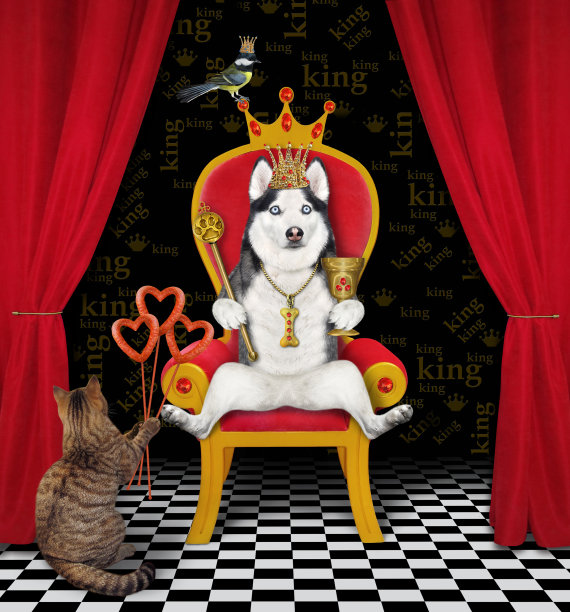 狗哈士奇戴着王冠，坐在红色的宝座上图片下载