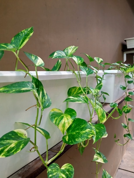 绿色植物藤蔓在白色盆栽照片图片下载