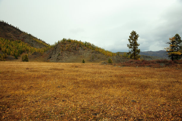 几棵松树耸立在秋天的大草原的山坡上。图片下载