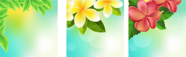 设置不同的框架与热带树叶图片下载