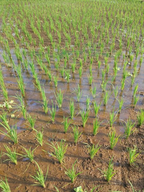 这是印度尼西亚肥沃的水稻植株图片下载