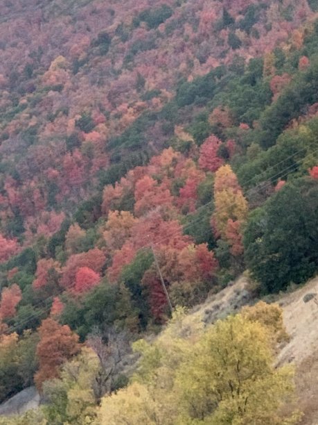 秋天树叶图片下载