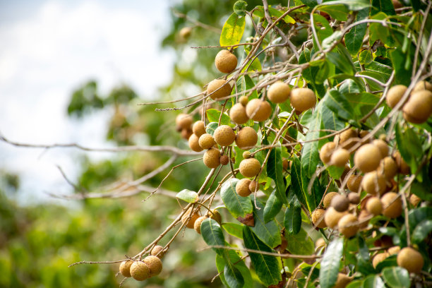 新鲜的龙眼果实挂在枝头，叶片嫩绿，随时准备收获。有选择性的重点。图片下载