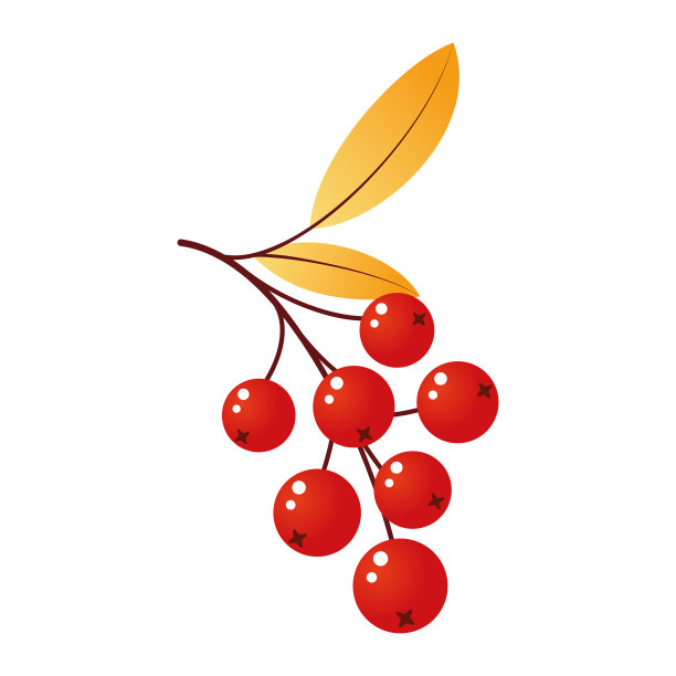 花楸树枝上有叶子和浆果图片下载