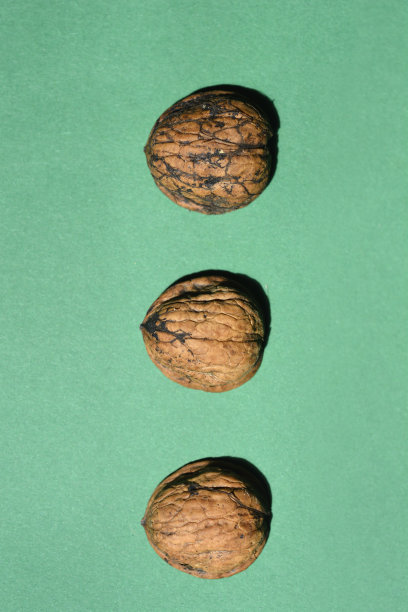 胡桃壳图片下载