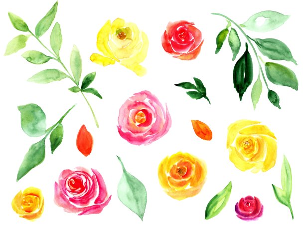 设置水彩元素，黄色，粉色玫瑰和绿色的树枝。水彩手绘插图，孤立。设计元素为婚礼请柬，贺卡，标签，标签图片下载