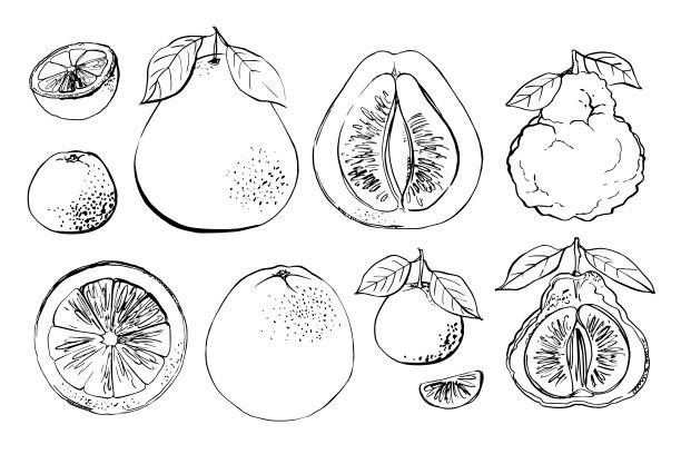 柑橘类。在白色背景上画的黑线。颜色矢量绘制的水果。橘子，柠檬，橘子，青柠，金橘图片下载