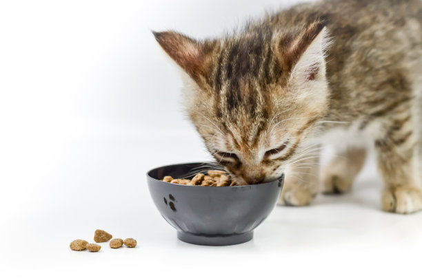 一个月大的浅棕色条纹小猫在断奶时开始吃狗粮在白色背景，浅深度聚焦，近距离图片下载