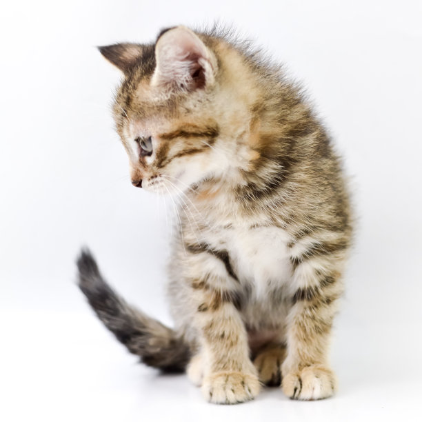 一个月大的浅棕色条纹小猫的肖像，坐在白色的背景上看向一边，浅深度聚焦，近距离图片下载