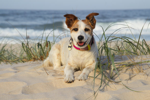 雌性杰克罗素梗棕色和白色看着摄像机在沙滩和草地上冲浪海滩图片下载