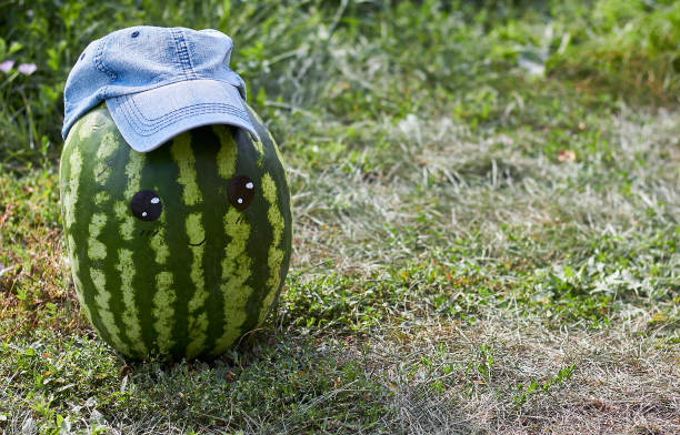 西瓜带着微笑和一顶帽子在草地上。图片下载