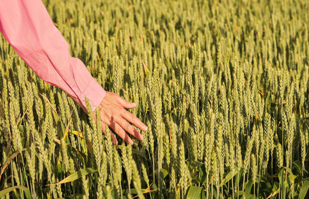 田间妇女的手抚摸着麦穗，夕阳西下，农学家检查着庄稼的收成。复制空间，自然背景图片下载