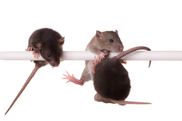 三只小老鼠图片下载