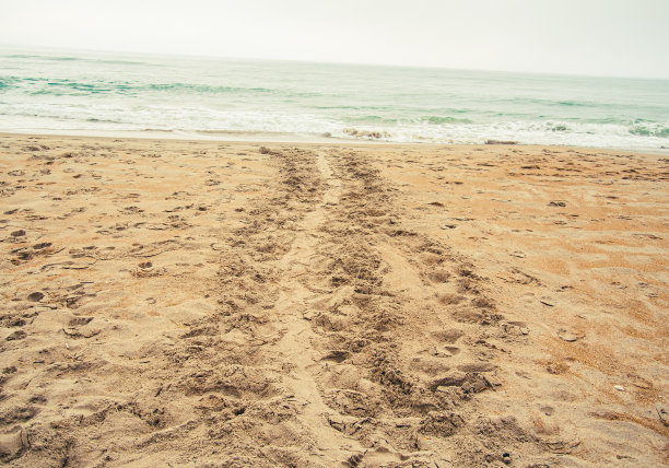 海滩上海龟的足迹图片下载