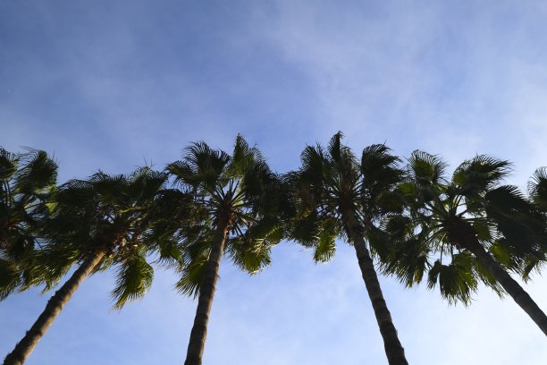 蓝天下棕榈树的俯视图图片下载