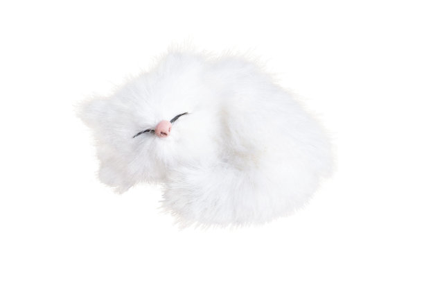 睡的小猫图片下载