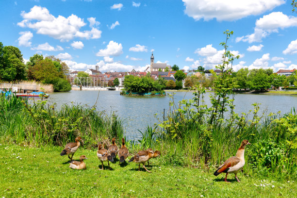 Böblingen，德国，有鸭子和老城的低湖图片下载