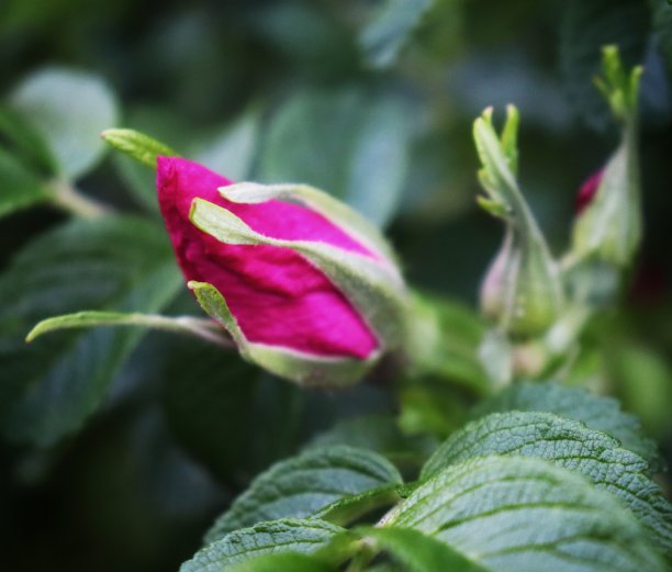 玫瑰果图片下载