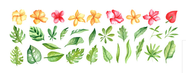水彩与热带元素。叶子，红色，黄色的木槿用于印刷织物，盘子，印刷品，衣服，明信片，杯子。花集与水彩元素与花和叶子。图片下载