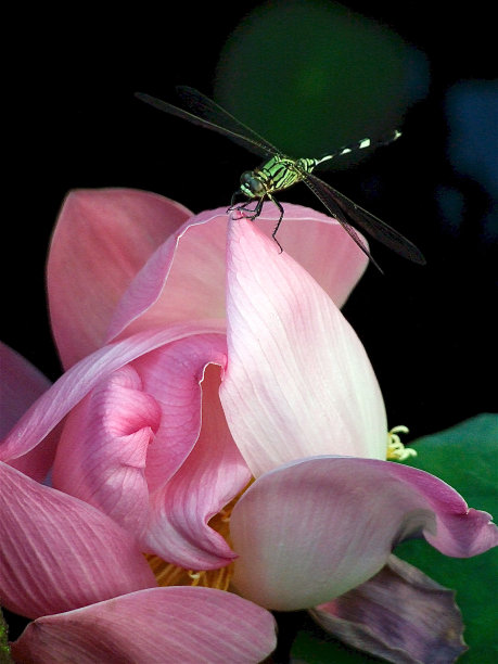 荷花与绿蜻蜓图片下载