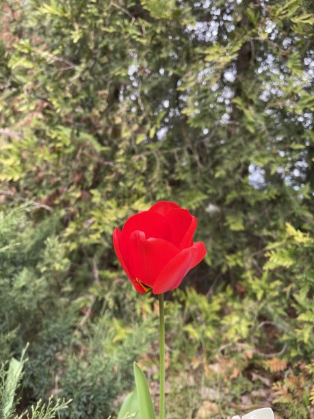 云杉背景上的红色郁金香图片下载