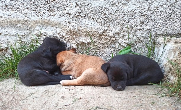 三个小狗睡觉图片下载