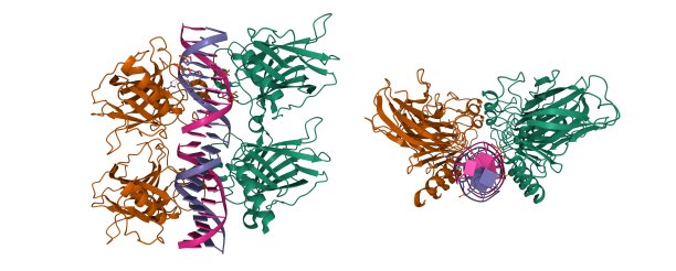 细胞肿瘤抗原p73四聚体与DNA结合图片下载