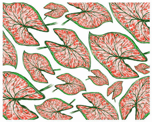 Caladium elephant ear或colocasi图片下载
