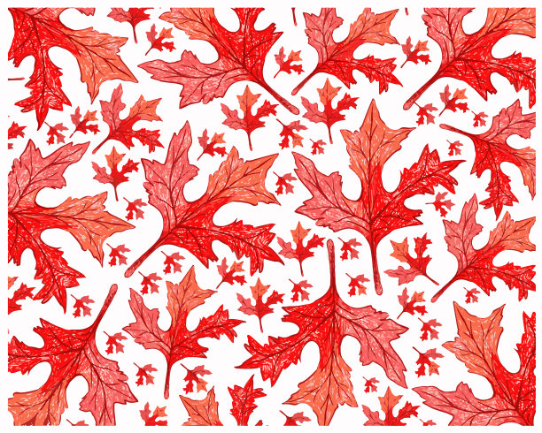 鲜红美丽的芙蓉叶图片下载