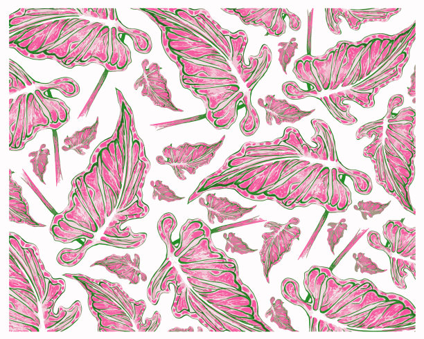 Caladium elephant ear或colocasi图片下载