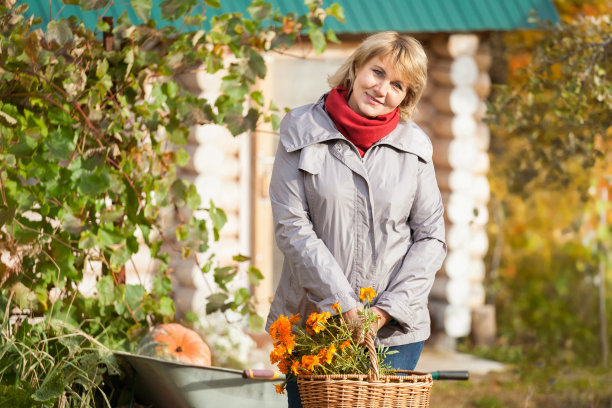 花园里的女人在收集秋天的果实。图片下载