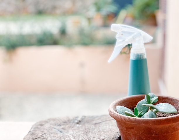 用植物和塑料喷雾器浇水的静物图片下载