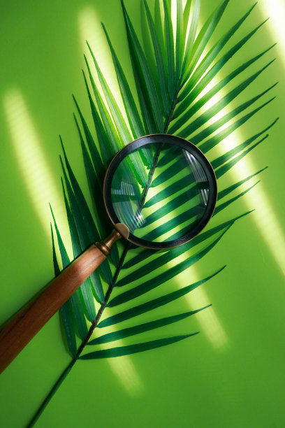 一个放大镜在热带的叶子上，创造性的绿色背景，进入未知的旅程，寻找野生，旅行布局图片下载