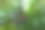灯笼在绿叶映衬下的详细视图。古董postlamp。城市公园里破旧的街灯图片下载