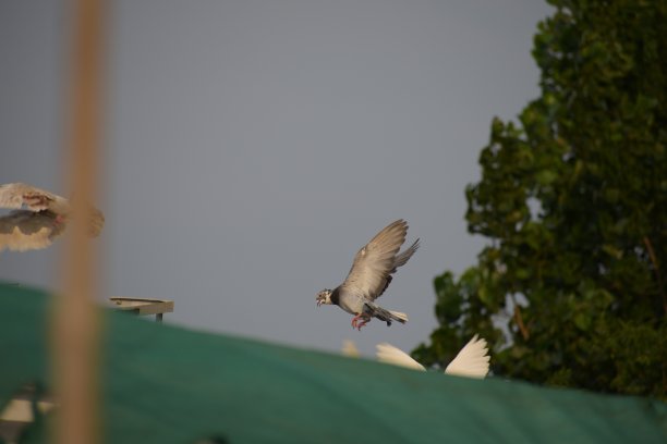 会飞的鸟图片下载