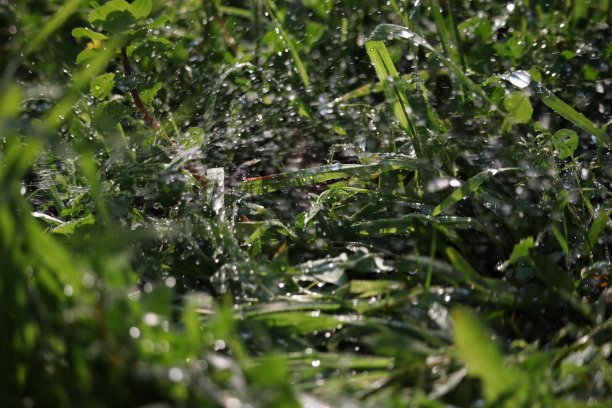 春天的植物图片下载