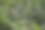春天的植物图片下载