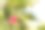 鲜艳的木槿花在一片模糊的棕榈叶背景上。图片下载