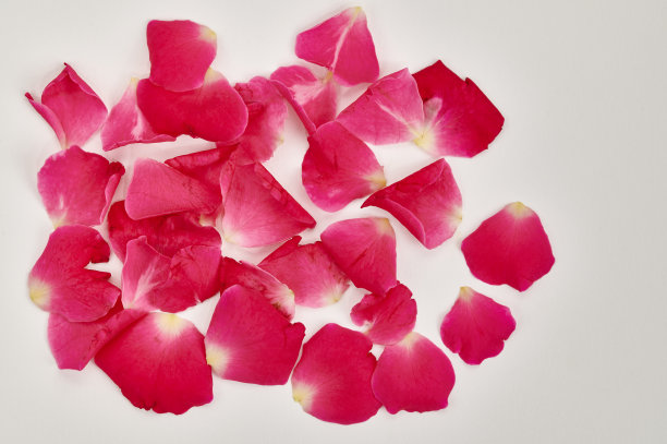 红玫瑰花瓣配白花图片下载