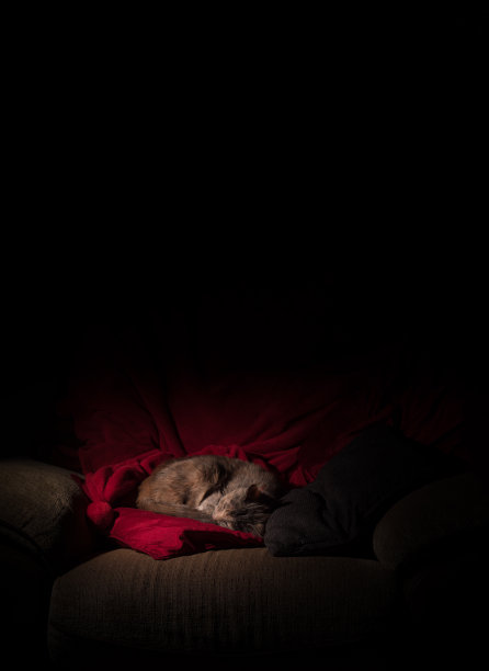 在椅子上睡着的汽车-蓝色Torti图片下载