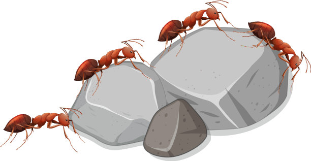 许多蚂蚁在白色背景的石头上图片下载