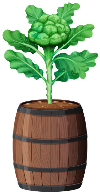 花椰菜与叶子在木锅孤立上图片下载