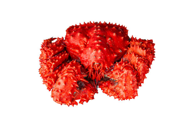 一只多刺的蟹孤立在白色的背景上图片下载